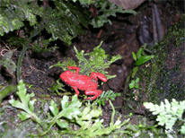 wildlife photo gallery